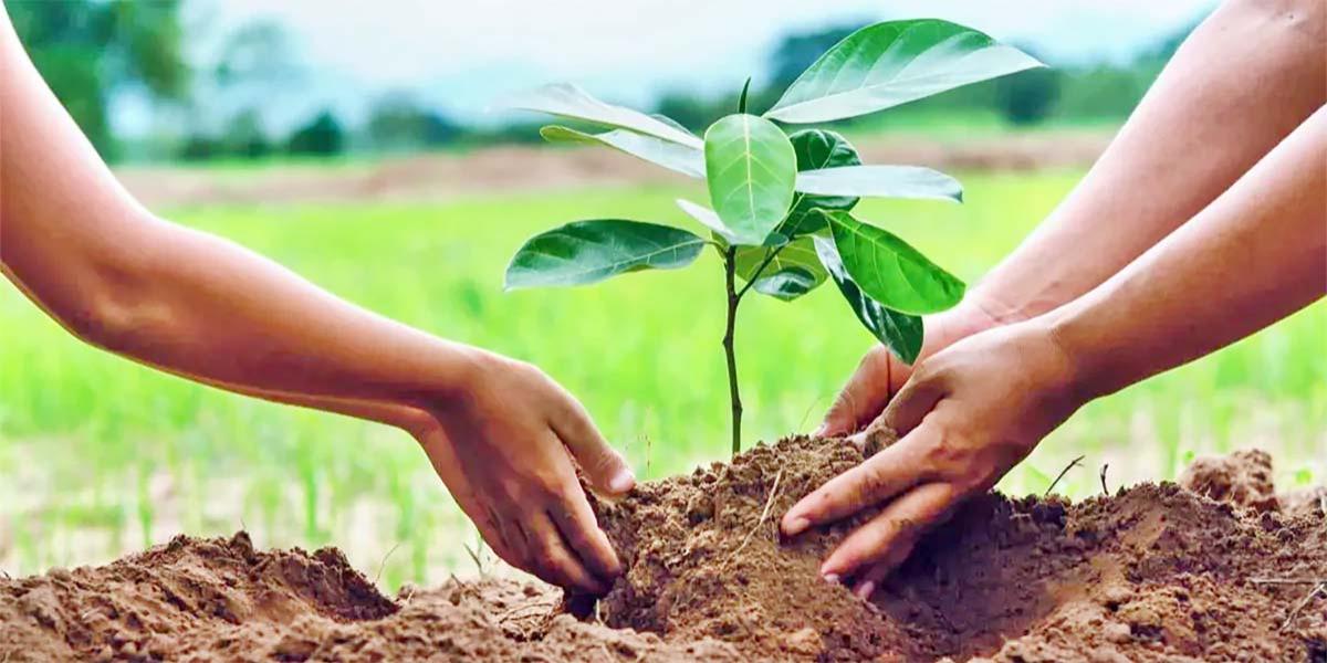 Tree Plantation Paragraph Writing নিয়ে আলোচনা, ১ম পর্ব, অষ্টম শ্রেণির ইংরেজি ১ম পত্র